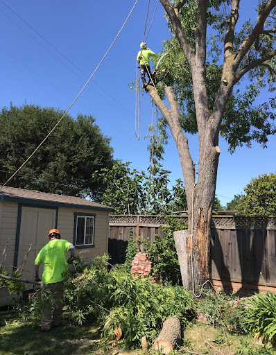 Majestic Tree Service — Tree Service in San Ramon, CA
