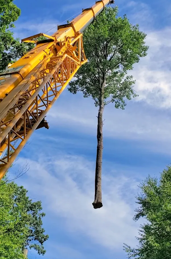 Rosas Tree Service of San Ramon — Tree Service in San Ramon, CA