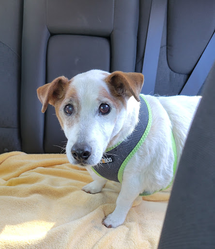 San Ramon Veterinary Hospital — Veterinarian in San Ramon, CA