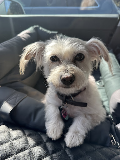 ShamPooches — Pet Groomer in San Ramon, CA