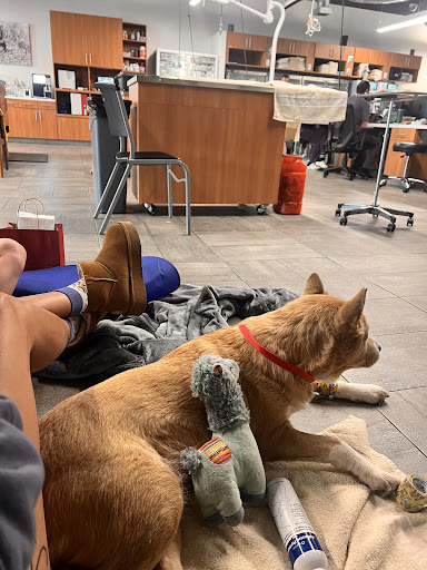 VEG ER for Pets — Veterinarian in San Ramon, CA